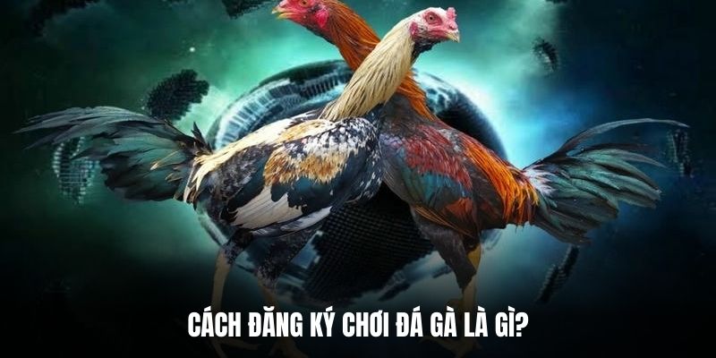 Cách đăng ký chơi đá gà là gì?